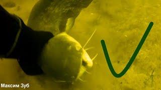 Ловлю сомов руками. spearfishing for catfish.