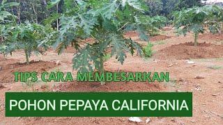 TIPS CARA MEMBESARKAN POHON PEPAYA CALIFORNIA