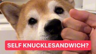 Teaching my Shiba to Knucklesandwich Himself