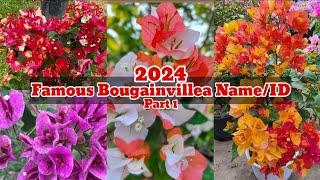 2024 Famous Bougainvillea Name/ID (Golden Sunshine, Sufia Indiana, Citra, Adarna, multi color)