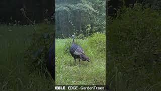 Wild Turkey Hen #cellulartrailcamera #wildlife #turkeyhunting #turkey