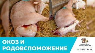 ОКОЗ. Распространенные проблемы при родах коз и родовспоможение