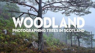 The BEAUTY of WOODLAND PHOTOGRAPHY (Tips for better tree photos)
