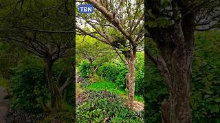Kỹ thuật chăm sóc cây đào #tamdaonui #sanvuondep #bonsai #caycanh #bonsaitree