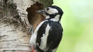 Great Spotted Woodpecker feeding chick