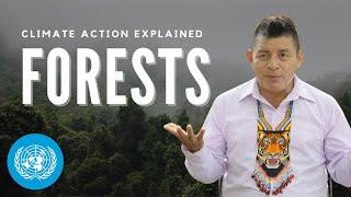 How do forests help fight climate change? - Climate Action Explained | UNDP | United Nations
