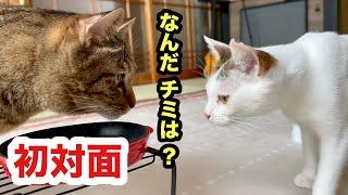 【初対面】怖がり先住猫に押しの強い保護子猫