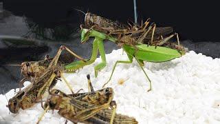 當螳螂遇到一群饑餓的蝗蟲，結局很意外！Praying mantis vs a group of hungry locusts
