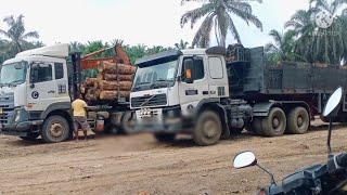 UD trucks,Quester,GWE 390 || trailer truck loading latex wood[LoggingTruck]