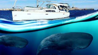 Sailboat Surrounded by Sperm Whales in the Bahamas - Ep. 233