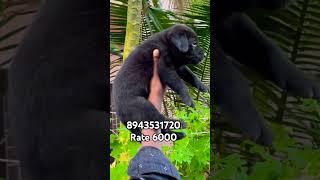 Quality black lab female puppy available in Kerala cheap price # vichu poochakkal