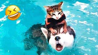 Try Not To Laugh Dogs And Cats  - Best Funniest Animals Video 2023