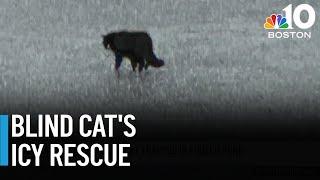 VIDEO: Good Samaritans save blind cat that fell in icy pond in Mass.