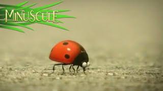 Minuscule - Best Of Ladybug / Best Of Coccinelle