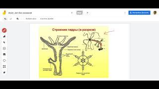 Полип гидра внешее строение