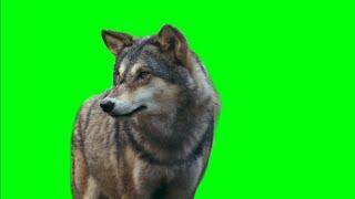 wolf wild Animal Green Screen Video Footage HD No copyright