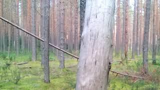 Футаж Лесная Панрама Лес | Footage Forest Panorama