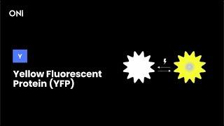 What are Yellow Fluorescent Proteins (YFP)?