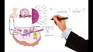 Pharmacology – MENSTRUAL CYCLE AND HORMONAL CONTRACEPTIVES (MADE EASY)