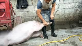 Pig Slaughter - The slaughterhouse master came to catch the pigs, and it took a long time