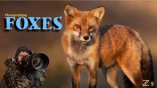 FINDING and photographing FOXES | How to take Sharp PRO images - Nikon Z9