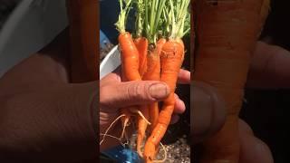 Developing my own locally adapted, open pollinated carrot variety #homestead #vegetables #gardening