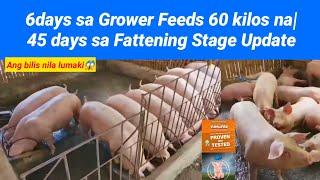 6days sa Grower Feeds 60 kilos na| 45 days sa Fattening Stage Update