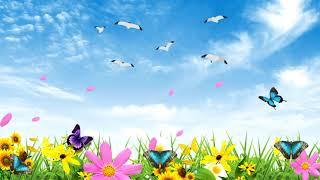 Royalty Free Nature Background || No Copyright Video Stock || Animated Butterflies Background