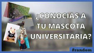 ¿Conoces a la mascota de tu universidad? 10 mascotas universitarias peruanas