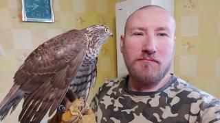 Ястреб ПЕРЕПЕЛЯТНИК :) Обучение с НУЛЯ часть 1 :) hawk training part 1