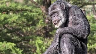 America's oldest male chimp dies at 63