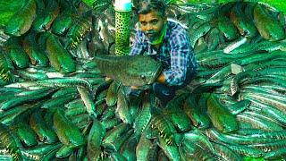 मरळ फार्मिंग पुणे , सफल मरल मछली पालन पुने ,SNAKE HEAD FISH FARM IN PUNE