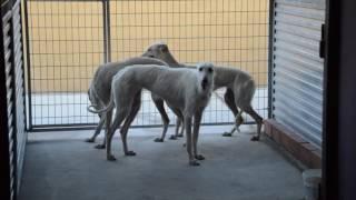 Estos galgos merecen encontrar una familia / Animal Rescue España