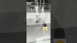 puppy standing sad I feel dksir jaipur