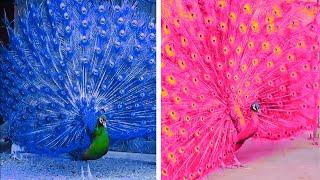 Peacock In The Wind, Beautiful, Colourful, Natural Peacocks Video #74 , Beauty of peacocks #nature