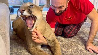 Elements of self-defense when meeting a cougar! Puma Messi studies the finger grip of the "Wuxi"