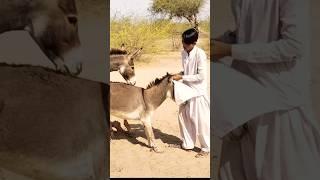 #donkey #viralvideo #shorts #animals #nature #youtubeshorts #plz_subscribe_my_channel #ytshorts