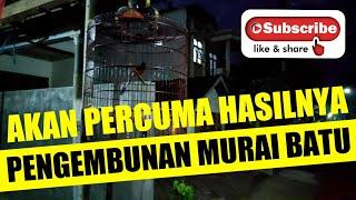 akan percumah hasilnya PENGEMBUNAN MURAI BATU bila setiap proses ngembun di pancing suara Mp3