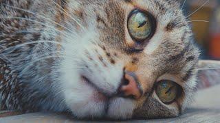 A Portrait of My Cat on His 15th Birthday | Fujifilm X-H2S