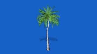 coconut tree green screen and blue screen video