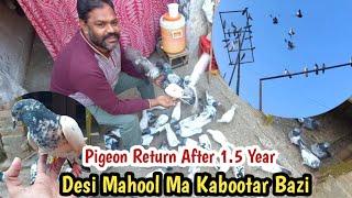 Desi Mahool Ma Kabootar Bazi | Hashim Mahmood Pigeons