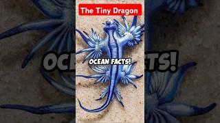 The Blue Dragon: Stunning Beauty and Hidden Danger.