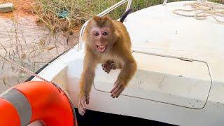 Monkey Kaka jumped on the train and wanted to go home with dad