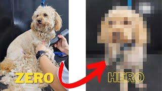 Dog Transformaiton from ZERO to HERO.️