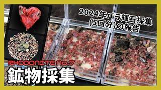 【鉱物採集】バラ輝石の結晶探し！ズリ土砂のフルイ掛け＆沢のお掃除 RHODONITE No 7【2024年バラ輝石採集(５回分)報告】