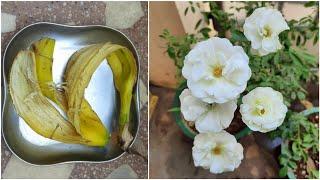 Banana peel fertilizer for Rose plant