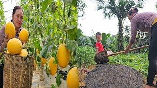 Harvest Cantaloupe To Sell And Enjoy The Delicious Melons. Take Care Of The Vegetable Garden