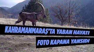 Kahramanmaraş’ta Yaban Hayatı Foto Kapana Yansıdı!