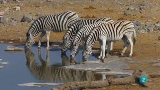 ETOSHA | El Gran Lugar Blanco |  África extrema (4) | ANIMALES SALVAJES | DOCUMENTAL NATURALEZA