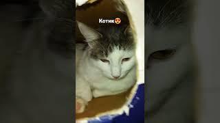 Милый и смешной котик